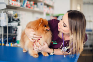 Read more about the article Jak wybrać kurs groomerski, który naprawdę przygotuje do zawodu