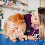 Jak wybrać kurs groomerski, który naprawdę przygotuje do zawodu