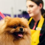 Pierwszy dzień pracy groomera – czego nikt Ci nie mówi, a powinien