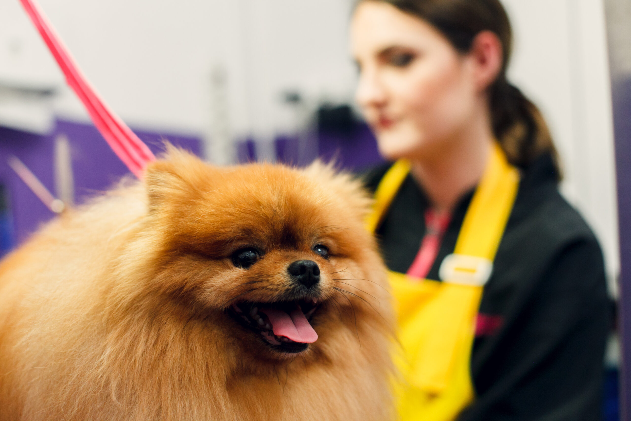 You are currently viewing Pierwszy dzień pracy groomera – czego nikt Ci nie mówi, a powinien