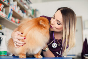 Read more about the article Kurs groomerski w Olsztynie – jak wygląda szkolenie i czy warto zostać groomerem