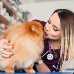 Kurs groomerski w Olsztynie – jak wygląda szkolenie i czy warto zostać groomerem