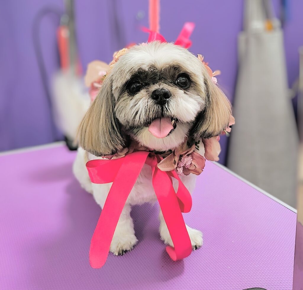 Zadbany pies po wizycie w salonie groomerskim Futrzak Olsztyn