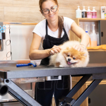 Czy warto zostać groomerem? Sprawdź, czy zawód groomera jest dla Ciebie