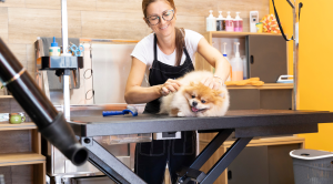 Read more about the article Czy warto zostać groomerem? Sprawdź, czy zawód groomera jest dla Ciebie