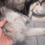 Wypadanie sierści u psa – przyczyny, leczenie i profilaktyka. Kompleksowy poradnik dla opiekunów psów i kotów