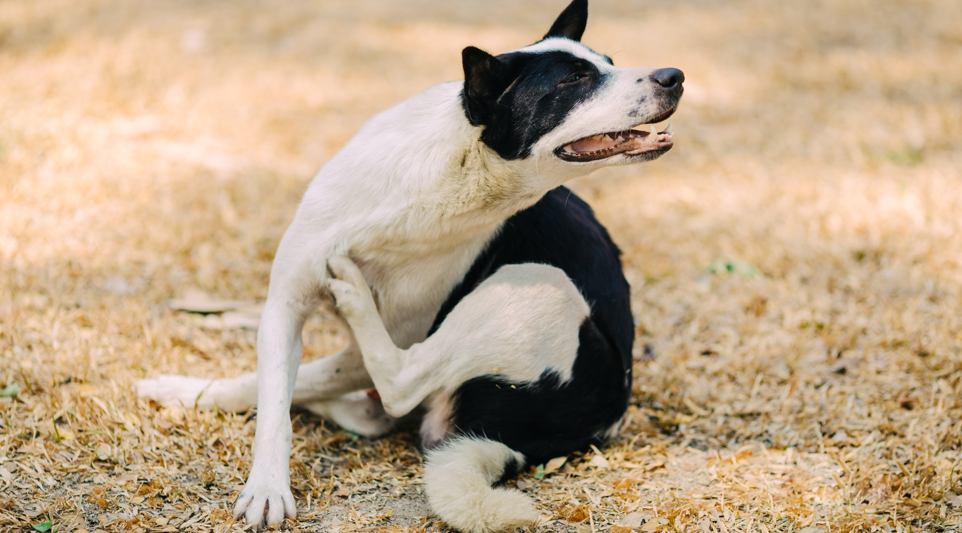 You are currently viewing Świąd u psa – przyczyny, objawy i kiedy zgłosić się do dermatologa