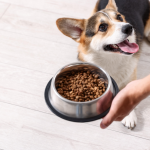 Alergia pokarmowa u psa – objawy, diagnostyka i skuteczne leczenie