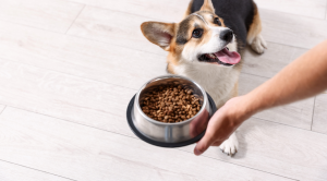 Read more about the article Alergia pokarmowa u psa – objawy, diagnostyka i skuteczne leczenie