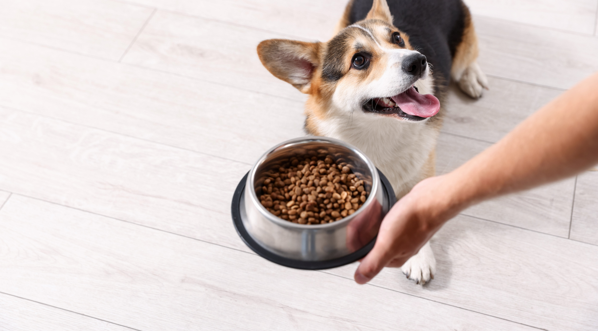 You are currently viewing Alergia pokarmowa u psa – objawy, diagnostyka i skuteczne leczenie