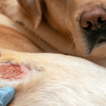 Atopowe zapalenie skóry u psa – objawy, leczenie i życie z AZS