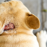 Hot spot u psa – co to jest, jak wygląda i co robić natychmiast