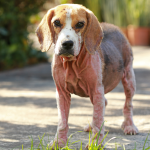 Nużyca u psa – objawy, leczenie i czy jest zaraźliwa?