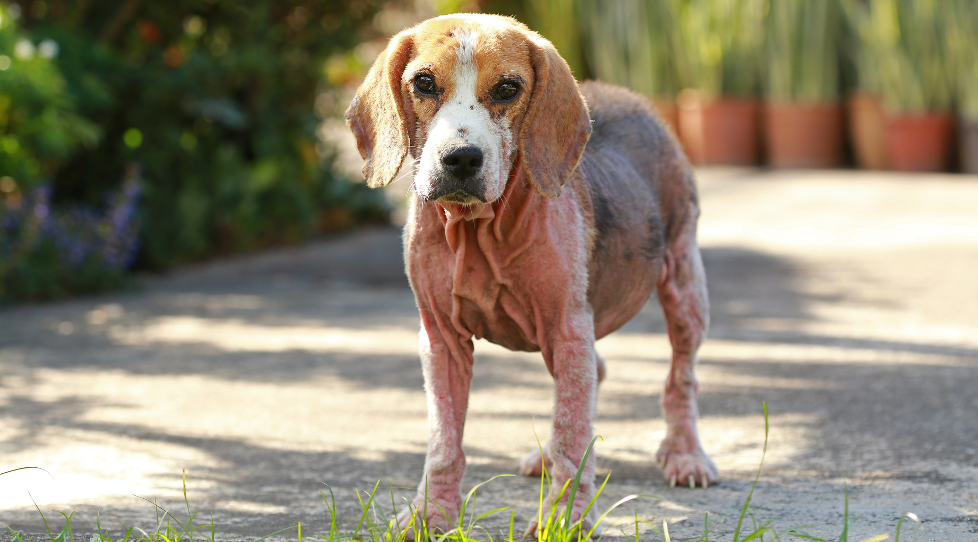 You are currently viewing Nużyca u psa – objawy, leczenie i czy jest zaraźliwa?