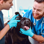 Zapalenie ucha u psa – przyczyny, leczenie i dlaczego problem często wraca