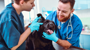 Read more about the article Zapalenie ucha u psa – przyczyny, leczenie i dlaczego problem często wraca