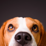 Grzybica u psa – jak wygląda, czy jest zaraźliwa i jak ją skutecznie leczyć