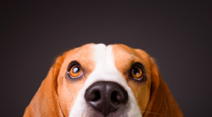 Read more about the article Grzybica u psa – jak wygląda, czy jest zaraźliwa i jak ją skutecznie leczyć