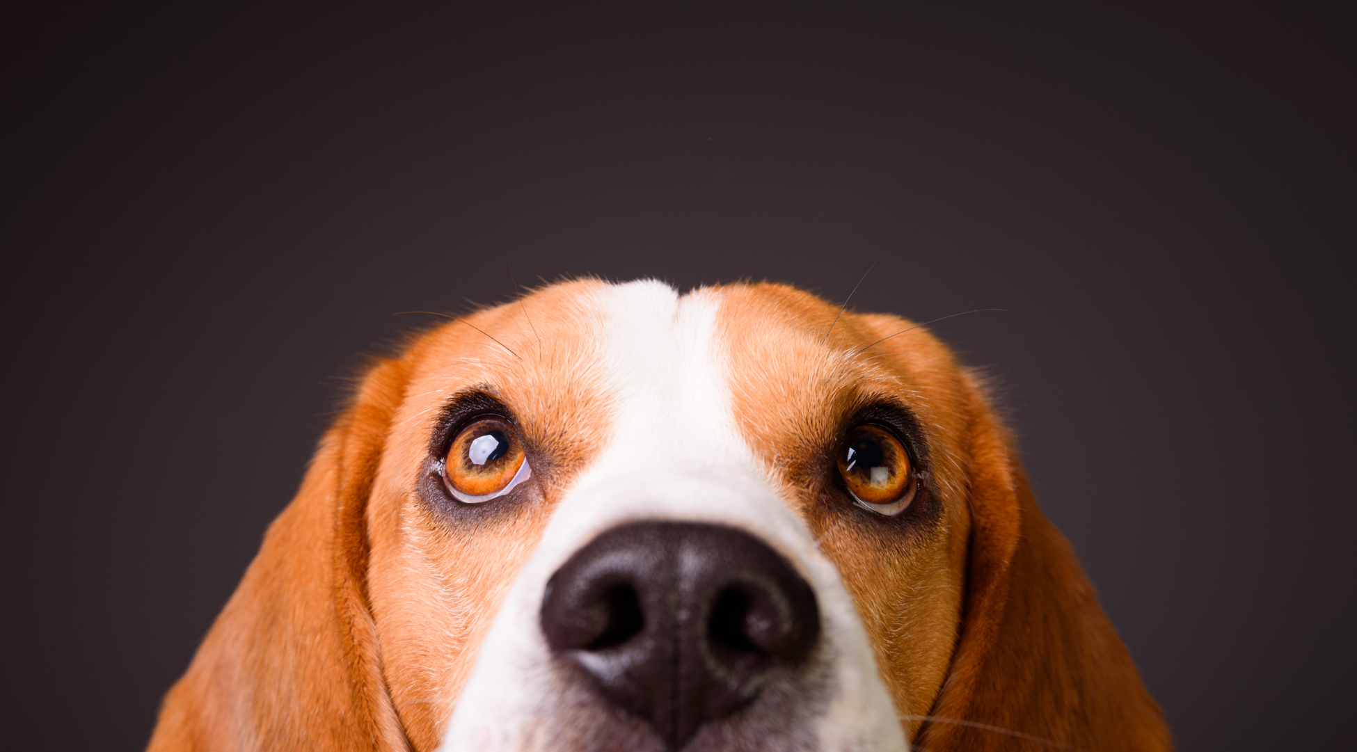 You are currently viewing Grzybica u psa – jak wygląda, czy jest zaraźliwa i jak ją skutecznie leczyć