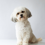 Niedoczynność tarczycy u psa – objawy skórne, które łatwo przeoczyć