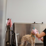 Czy każdy może zostać groomerem? Predyspozycje, o których rzadko się mówi