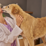 Kiedy groomer powinien odesłać psa do weterynarza? Granica, której nie wolno przekroczyć