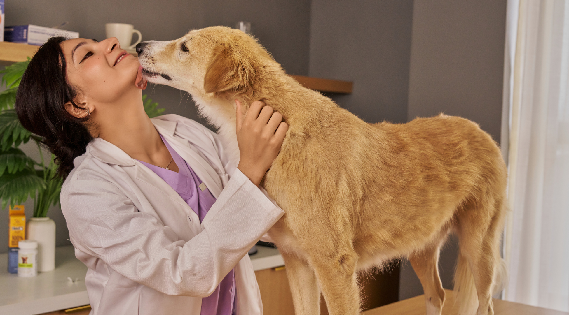 You are currently viewing Kiedy groomer powinien odesłać psa do weterynarza? Granica, której nie wolno przekroczyć