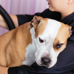 Jak wygląda kurs groomerski od środka – czego naprawdę uczysz się na szkoleniu