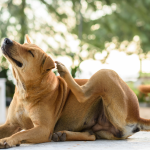 Dlaczego pies się drapie? Najczęstsze przyczyny świądu u psa