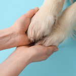 Pies liże łapy – co to oznacza i kiedy problem wymaga wizyty u weterynarza