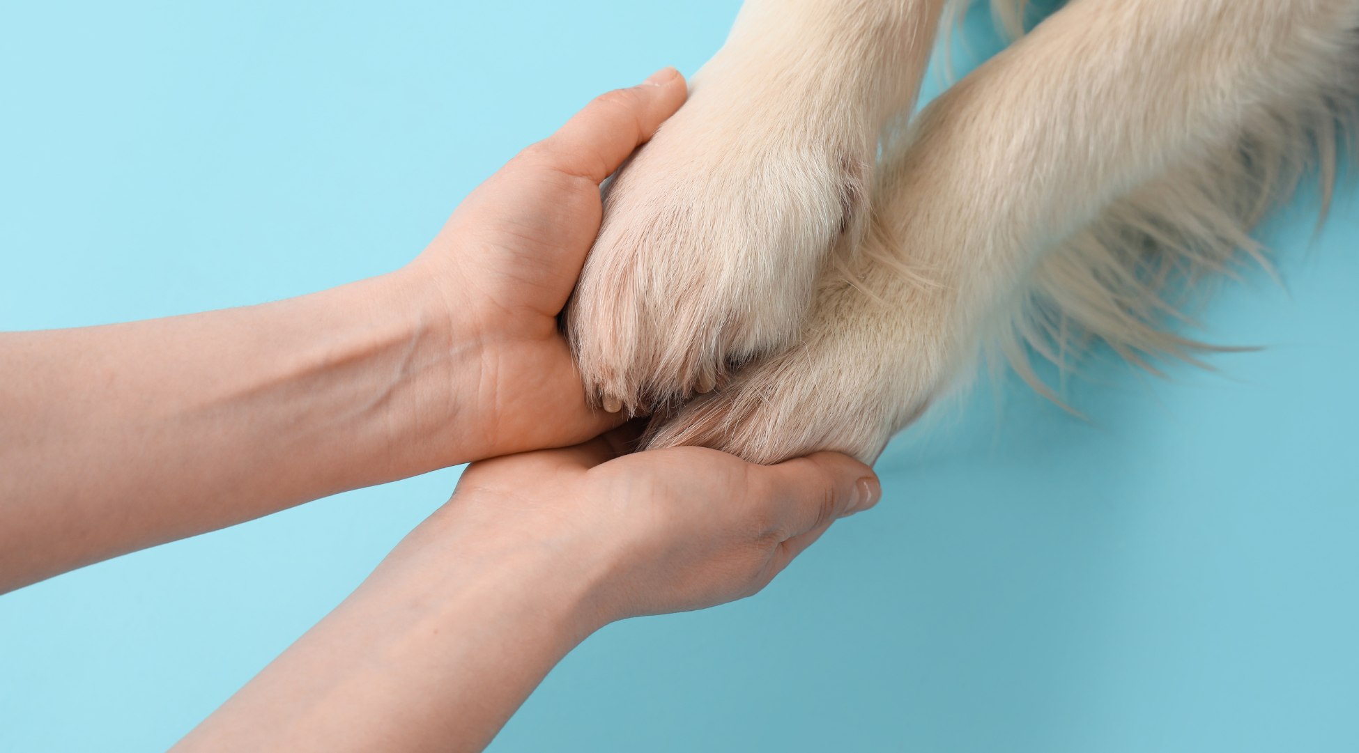 You are currently viewing Pies liże łapy – co to oznacza i kiedy problem wymaga wizyty u weterynarza