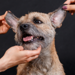 Pies drapie uszy – kiedy to zwykły odruch, a kiedy objaw choroby