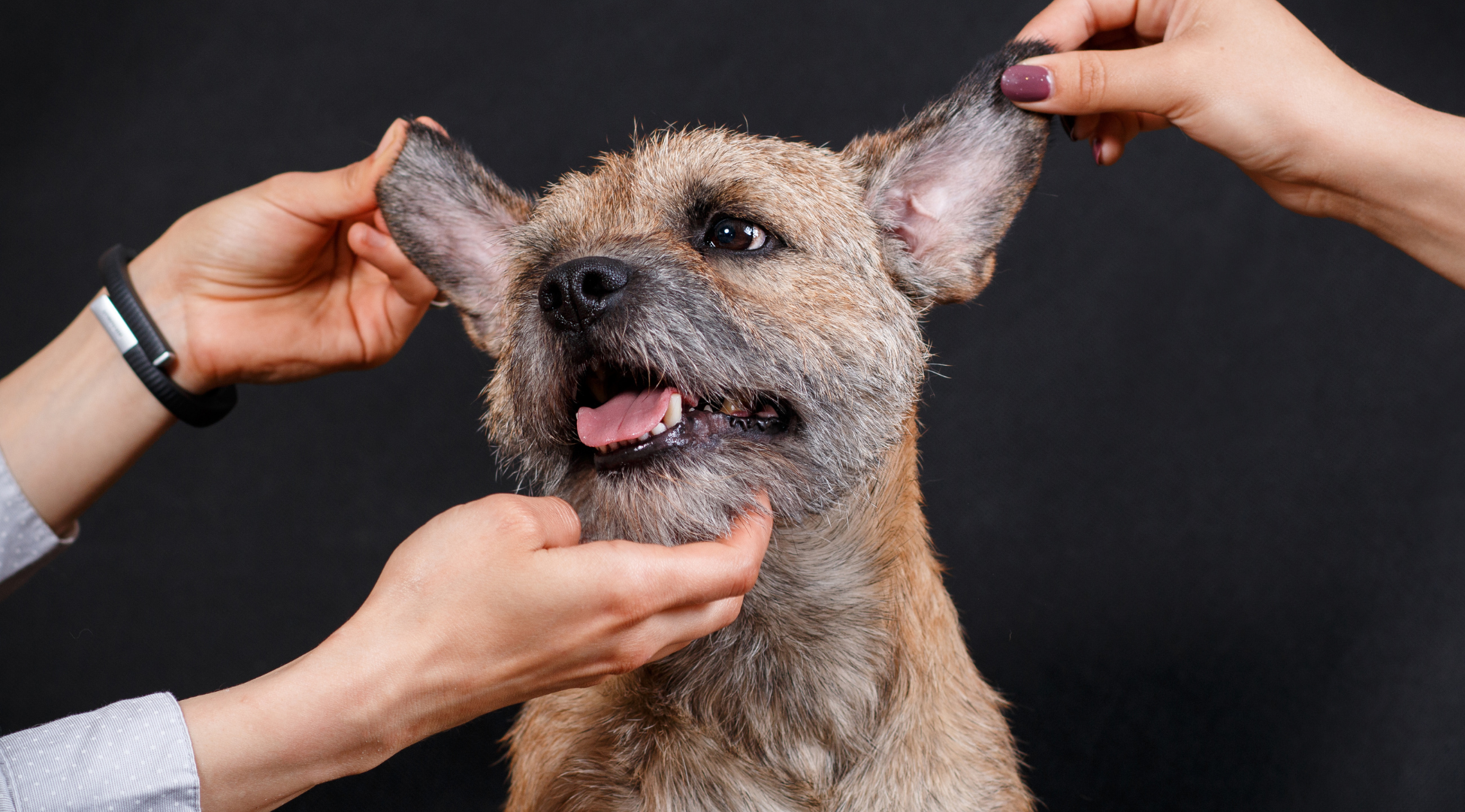 You are currently viewing Pies drapie uszy – kiedy to zwykły odruch, a kiedy objaw choroby