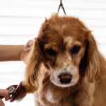 Groomer dla psa – kiedy warto umówić wizytę i jak wygląda profesjonalna pielęgnacja