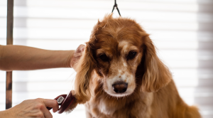 Read more about the article Groomer dla psa – kiedy warto umówić wizytę i jak wygląda profesjonalna pielęgnacja