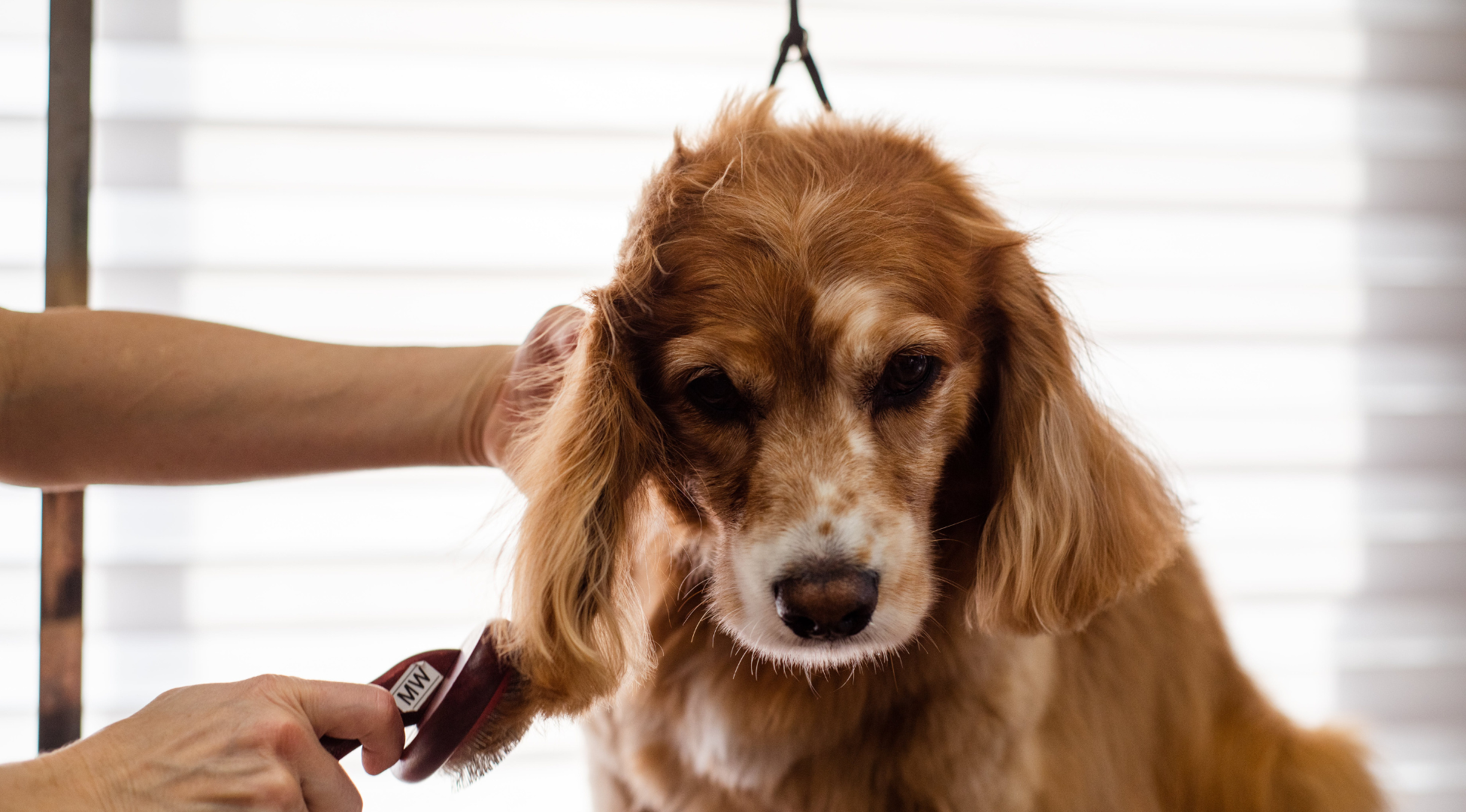 You are currently viewing Groomer dla psa – kiedy warto umówić wizytę i jak wygląda profesjonalna pielęgnacja