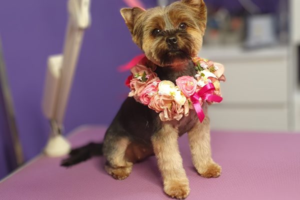 Pielęgnacja sierści psa w salonie groomerskim Futrzak Olsztyn