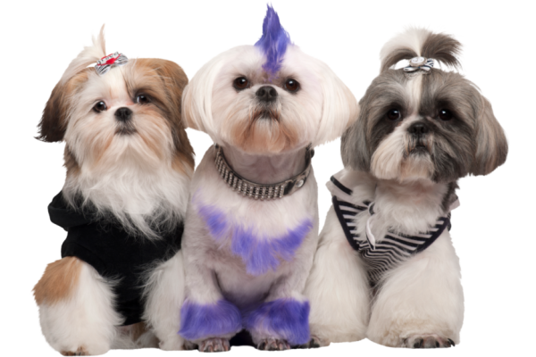 Salon groomerski Futrzak Olsztyn – profesjonalne strzyżenie psów