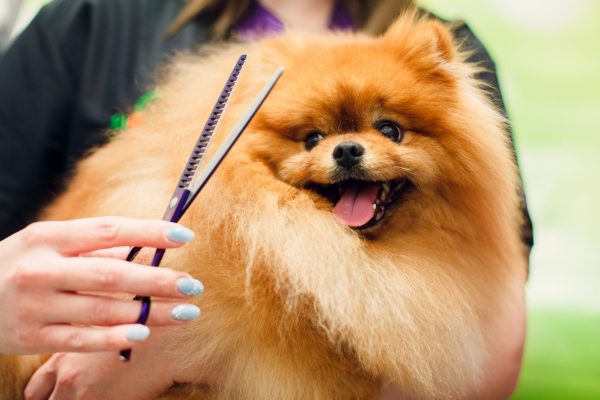 Groomer Olsztyn podczas kąpieli i pielęgnacji psa w salonie Futrzak